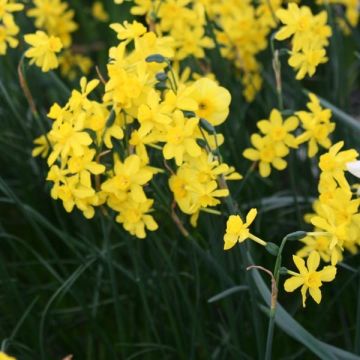 Narciso jonquilla var. henriquesii Twinkling Yellow