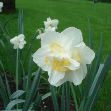 Narciso White Lion