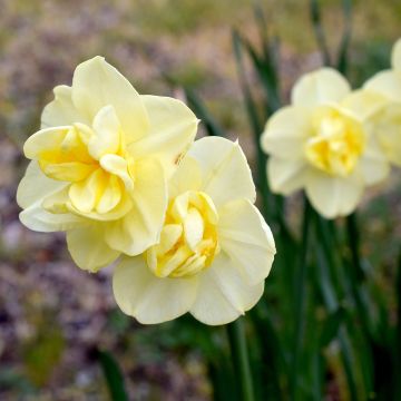 Narciso Yellow Cheerfulness