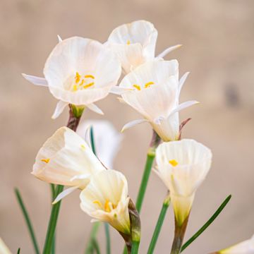 Narcisse bulbocodium Arctic Bells - Narciso de olor