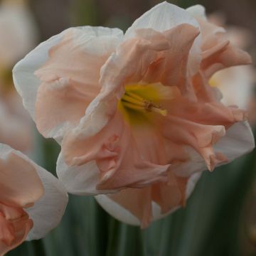 Narciso Apricot Whirl