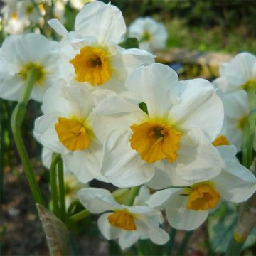 Narciso tazetta Laurens Koster