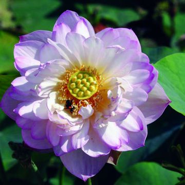 Nelumbo Double Bonheur - Flor de loto