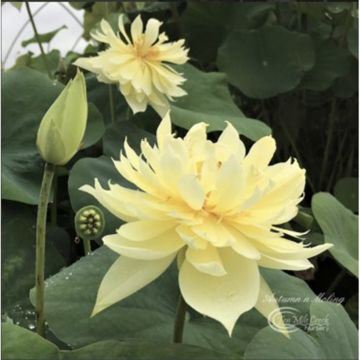 Nelumbo Moling Qiuse - Flor de loto