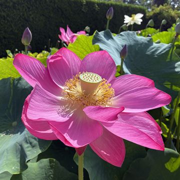 Nelumbo nucifera Osiris - Flor de loto