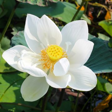 Nelumbo nucifera Stellar White - Flor de loto