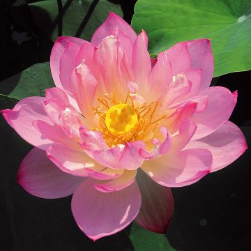 Nelumbo Pygmaea Pink - Flor de loto