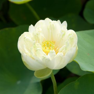 Nelumbo Pygmaea White - Flor de loto