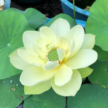 Nelumbo Pygmaea Yellow - Flor de loto