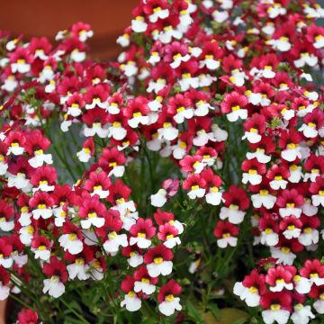 Nemesia strumosa Sunsatia Cherry On Ice