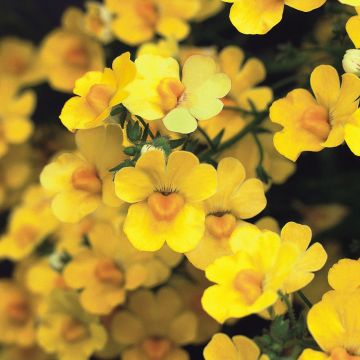 Nemesia strumosa Sunsatia Plus Pomelo