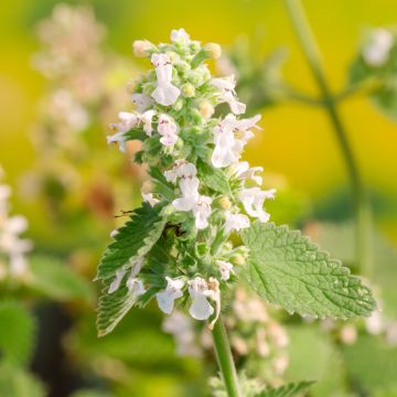 Nepeta cataria Citriodora - Menta del Gato de Limón