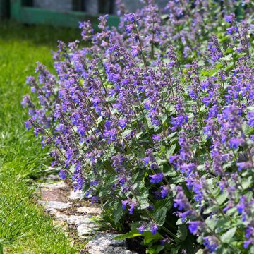 Nepeta faassenii - Hierba gatera