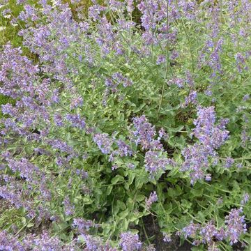 Nepeta faassenii Six Hills Gold