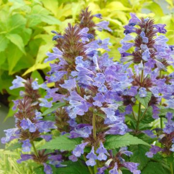 Nepeta nervosa Neptune