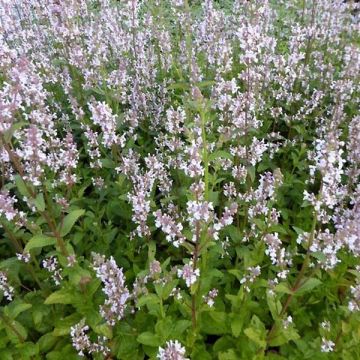 Nepeta nuda Anne's Choice