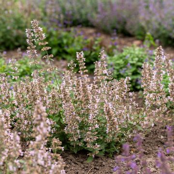 Nepeta racemosa Amelia