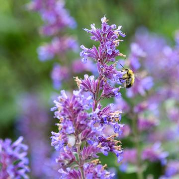 Nepeta racemosa Grog