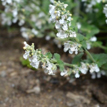 Nepeta racemosa Snowflake