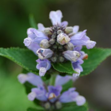 Nepeta subsessilis Blue Panther