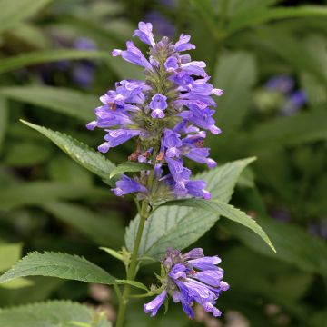 Nepeta subsessilis