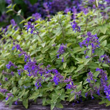 Nepeta faassenii Limelight