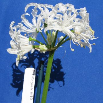 Nerine flexuosa White