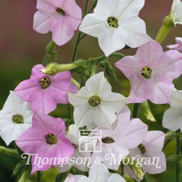 Tabaco en Flor mutabilis Marshmallow (semillas)