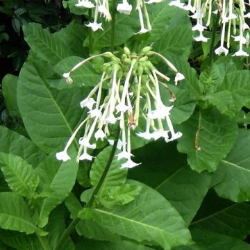 Nicotiana sylvestris Only the Lonely - Tabaco del bosque