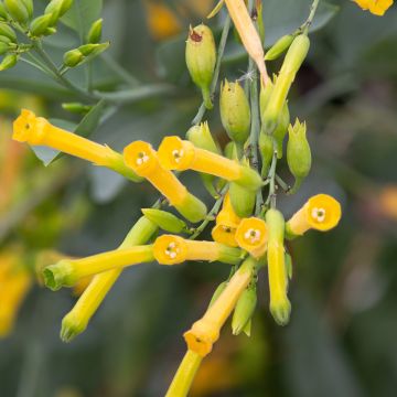 Nicotiana glauca - Tabaco ornamental