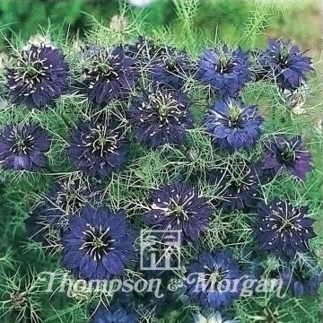 Nigella damascena Oxford Blue - Arañuela