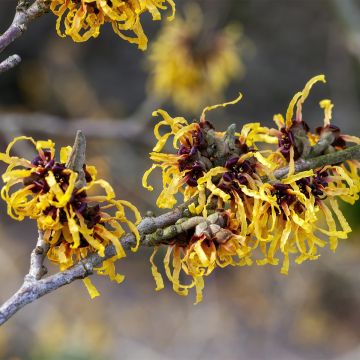 Hamamelis intermedia Aurora