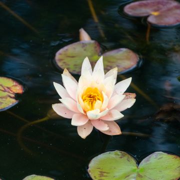 Nenúfar Amabilis - Nymphaea