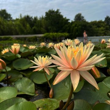 Nenúfar Barbara Davies - Nymphaea