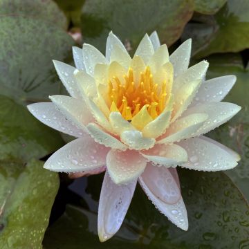 Nenúfar Carolina Sunset - Nymphaea