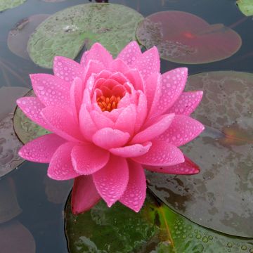 Nenúfar Celebration - Nymphaea