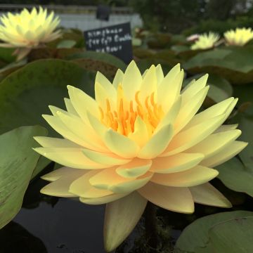 Nenúfar Double Yellow - Nymphaea