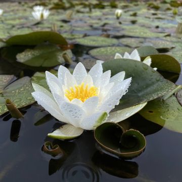 Nenúfar Hermine - Nymphaea