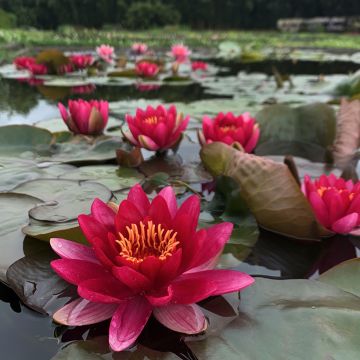 Nenúfar Marliacea Ignea - Nymphaea