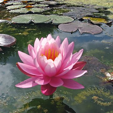 Nenúfar Odorata Suavissima - Nymphaea