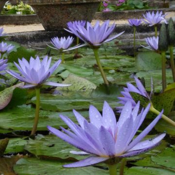 Nenúfar Pennsylvania - Nymphaea