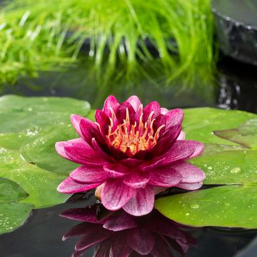 Nenúfar Almost Black - Nymphaea