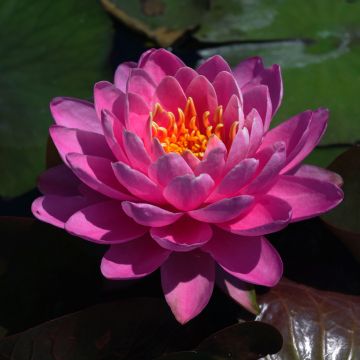 Nenúfar Fire Opal - Nymphaea