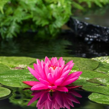 Nenúfar Perry's Magnificent - Nymphaea