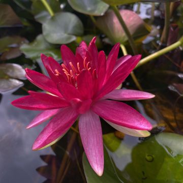 Nenúfar Perry's Red Glow - Nymphaea