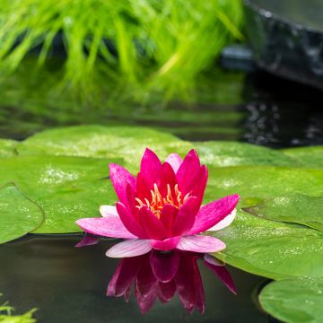 Nenúfar Pygmea Rubra - Nymphaea