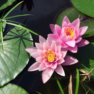 Nenúfar Rose Arey - Nymphaea