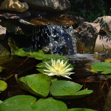 Nenúfar Texas Dawn - Nymphaea