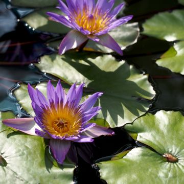 Nenúfar Tina - Nymphaea