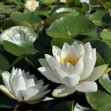 Nenúfar White Sultan - Nymphaea